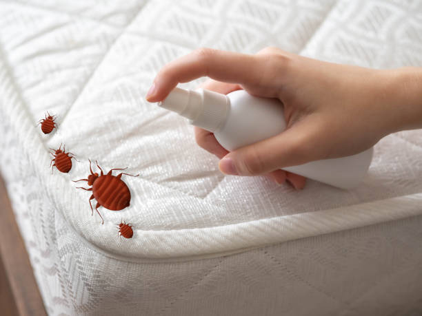Best Affordable Pest Control Services  in Granite Bay, CA