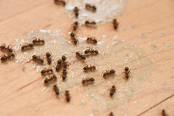 Best Pest Prevention Services  in Granite Bay, CA