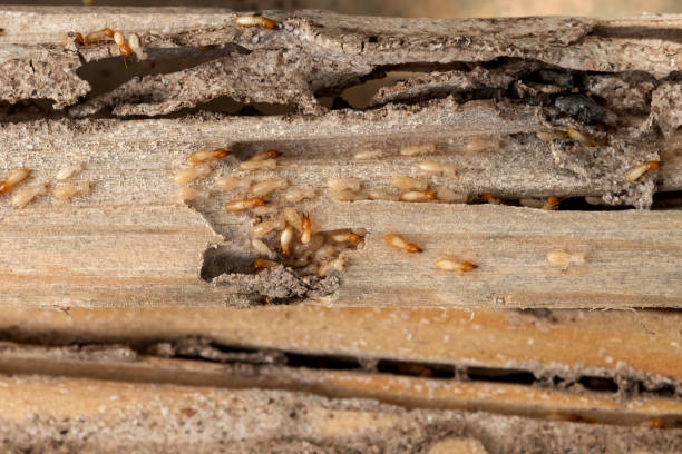 Best Residential Pest Control  in Granite Bay, CA